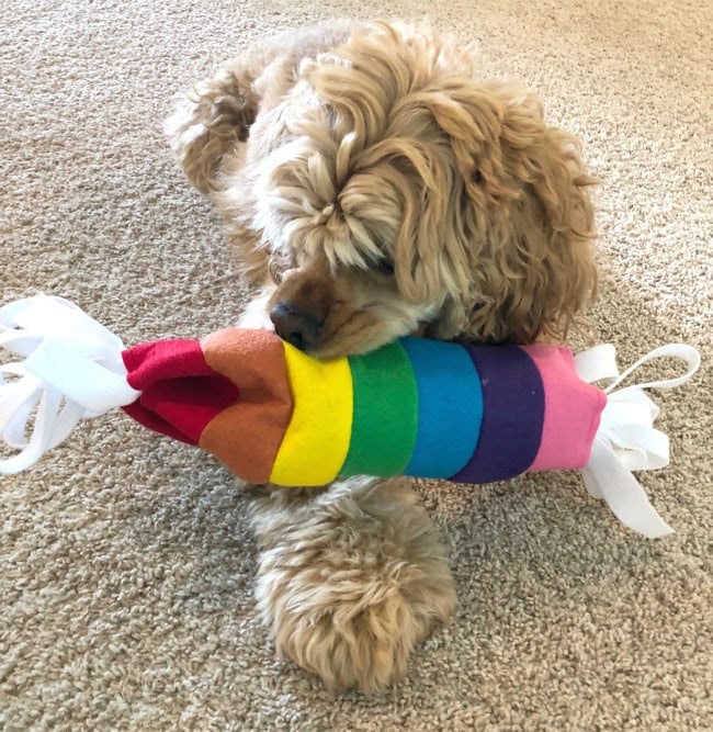 How to Make a Water Bottle Dog Toy Handmade Pet Gift